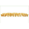 TM-D9 Twice Permanent Teeth Model